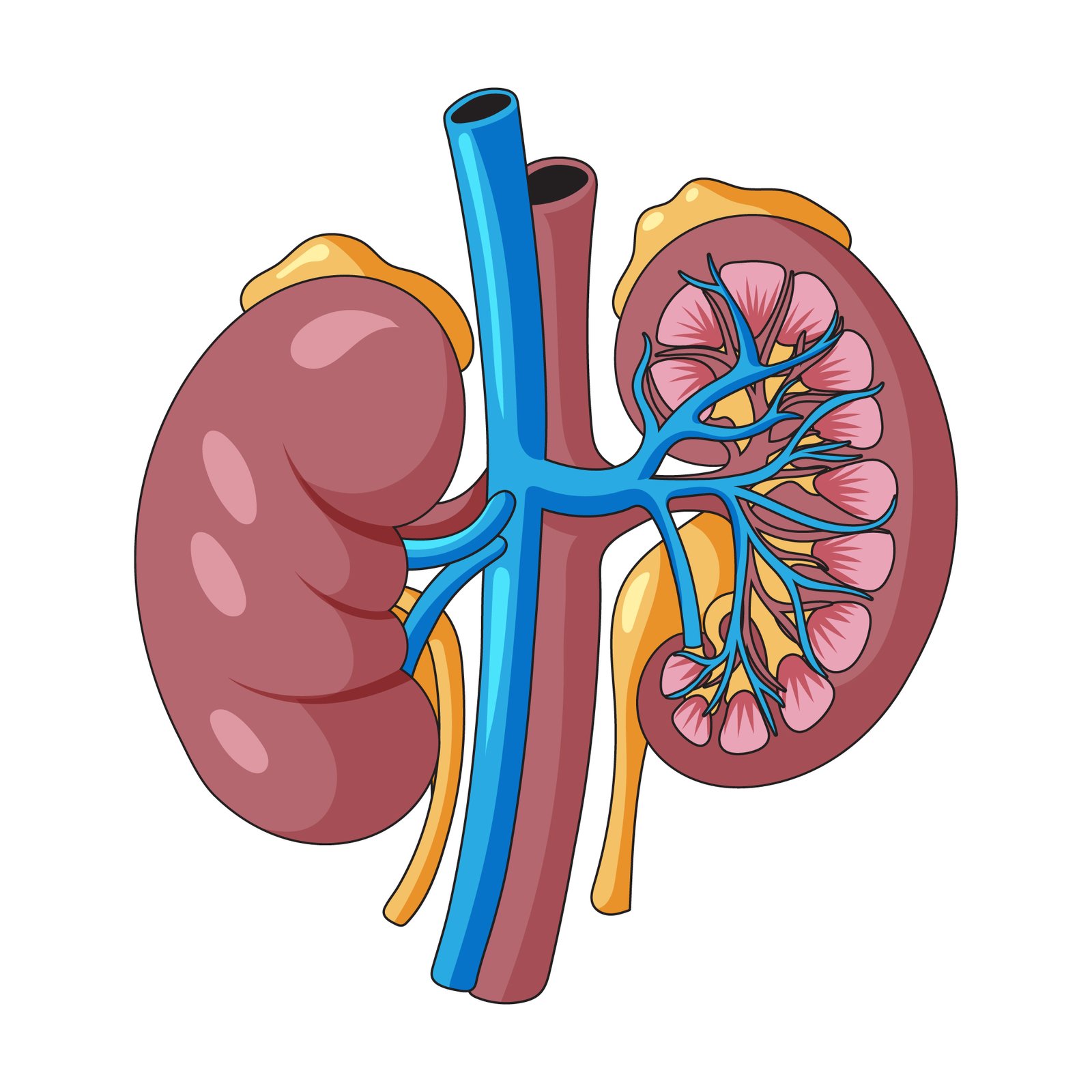 Diabetes Mellitus and Kidney – Understanding the Connection