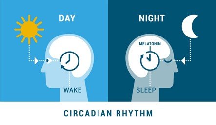 Importance of Circadian Rhythm in Metabolic Regulation
