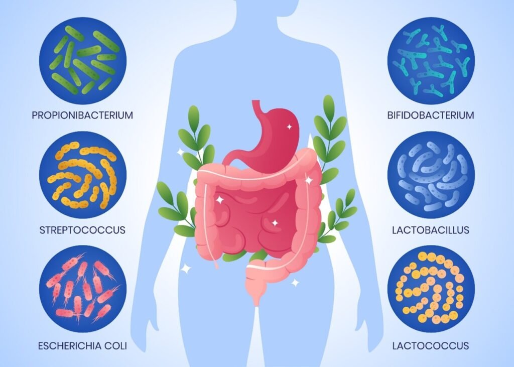 Role in Digestion and Nutrient Extraction in Metabolic Health