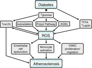 Mechanisms Behind Oxidative Stress in Diabetes