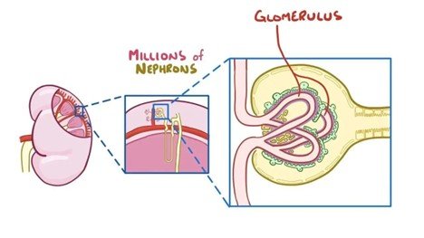 Progressive Kidney Damage